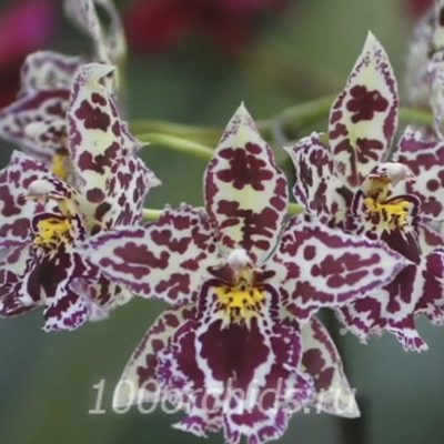 Камбрия7 орхидея
