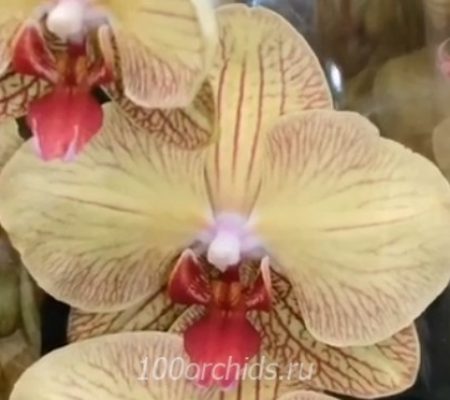 Орхидея фаленопсис Karin Aloha
