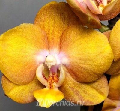Орхидея фаленопсис Лас-Вегас