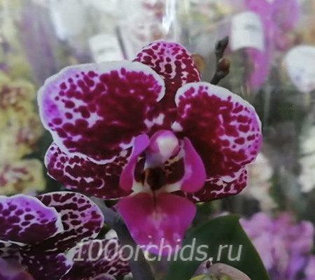 Lola mini орхидея фаленопсис