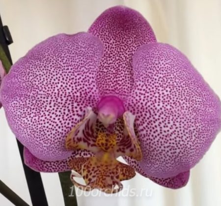 Орхидея фаленопсис Manhattan