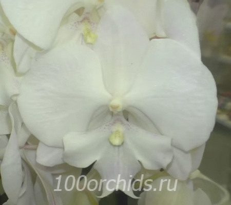 Manta Min big lip орхидея фаленопсис