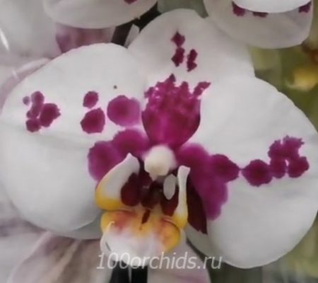 Орхидея фаленопсис Merona