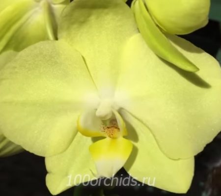 Орхидея фаленопсис Minion