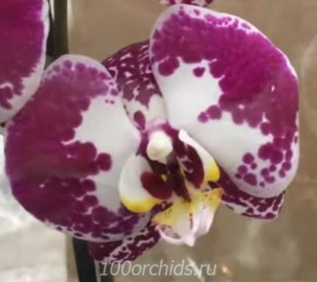 Орхидея фаленопсис Modulation