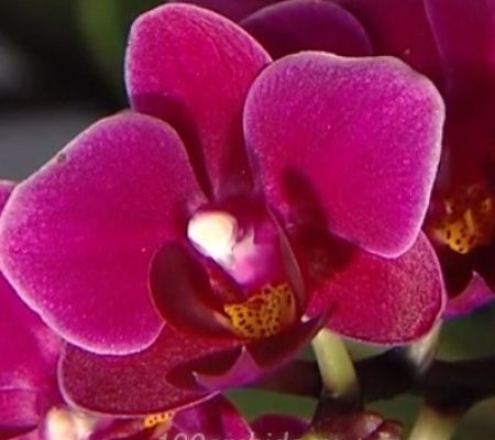 Орхидея фаленопсис мини Morelia