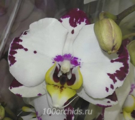 Mozart Орхидея фаленопсис