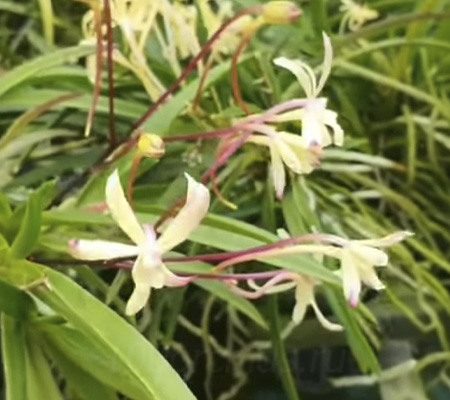 Неофинетия10 орхидея