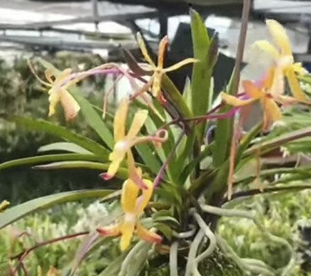 Неофинетия14 орхидея