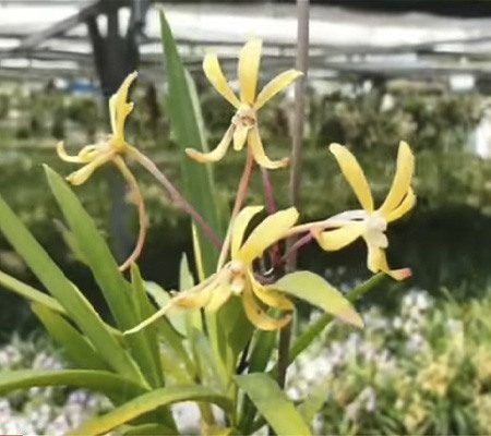 Неофинетия16 орхидея