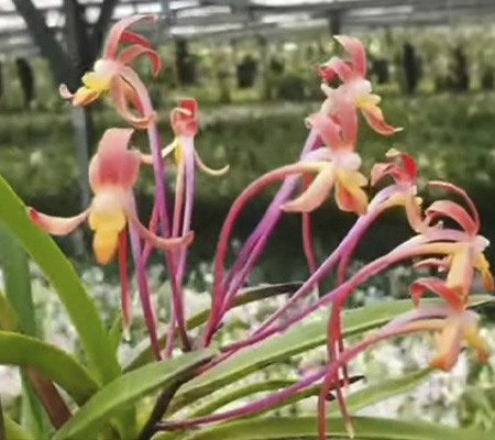 Неофинетия17 орхидея