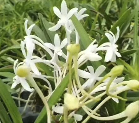 Неофинетия18 орхидея