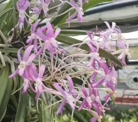 Неофинетия20 орхидея