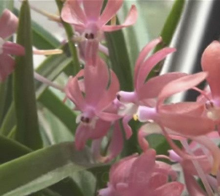 Неофинетия20 орхидея