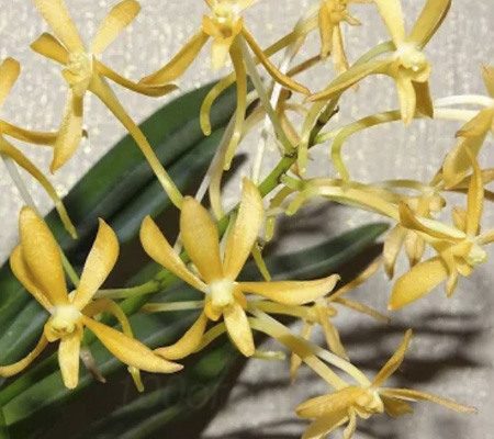 Неофинетия22 орхидея