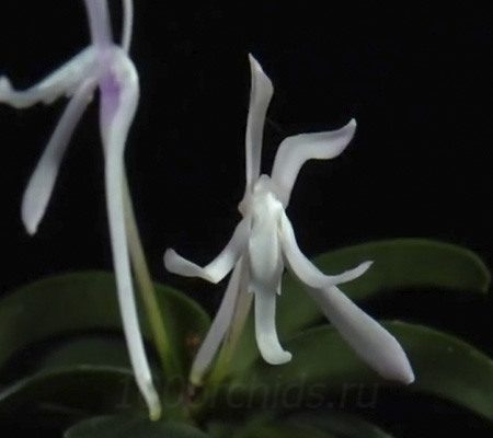 Неофинетия23 орхидея