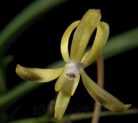 Неофинетия24 орхидея