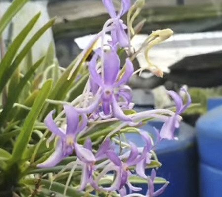 Неофинетия4 орхидея