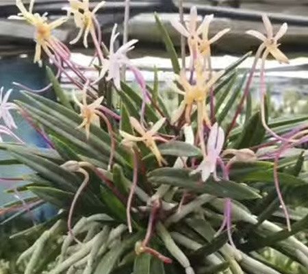 Неофинетия8 орхидея