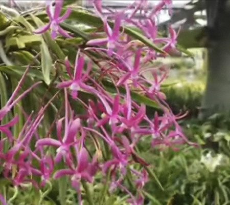 Неофинетия9 орхидея