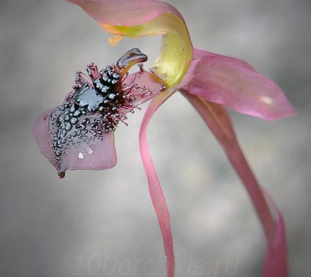 Орхидея офрис