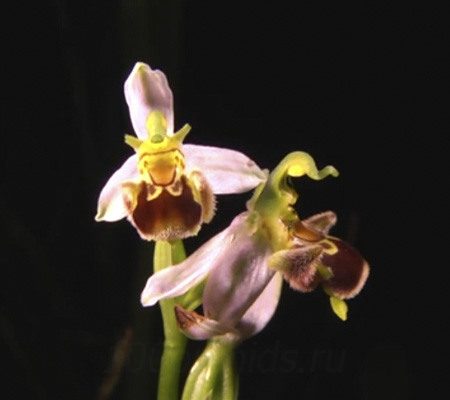 Офрис орхидея2