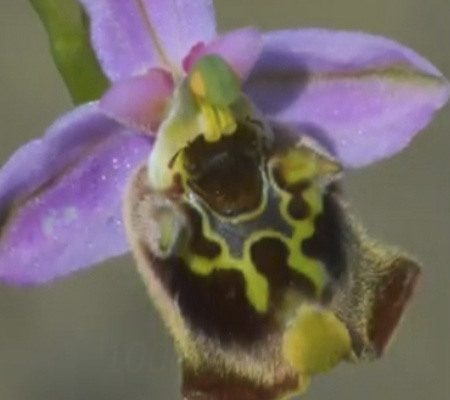 Офрис орхидея6