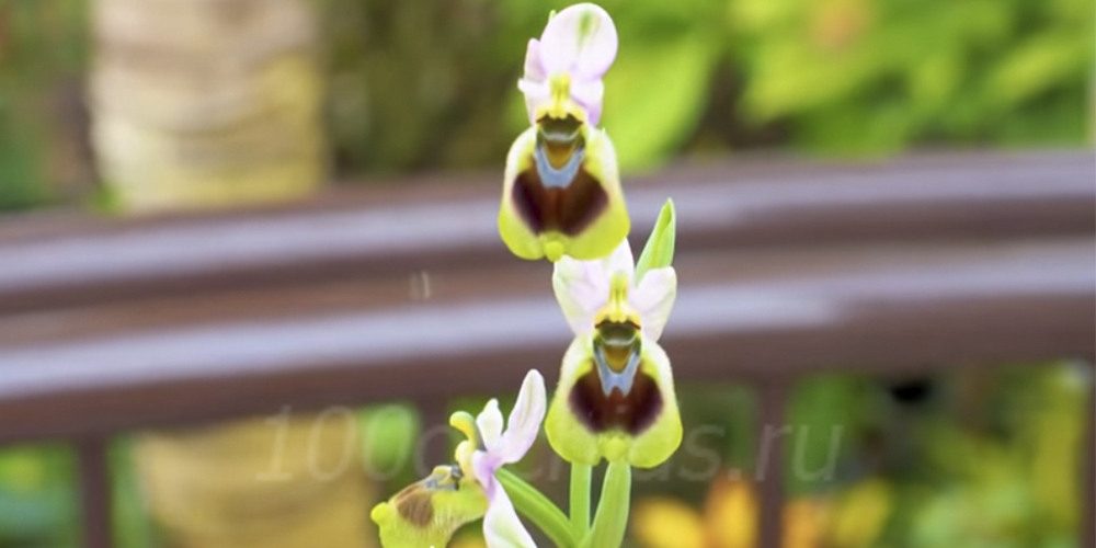 Орхидея офрис
