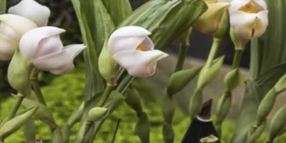Орхидея Ангулоа 10