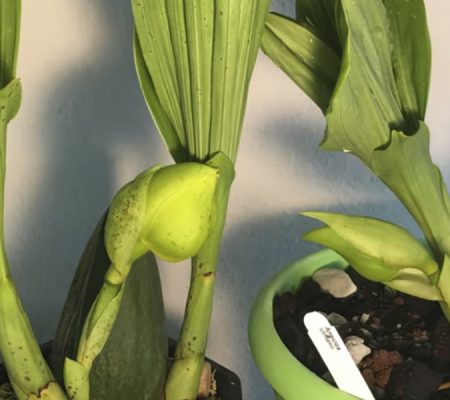Орхидея Ангулоа 4