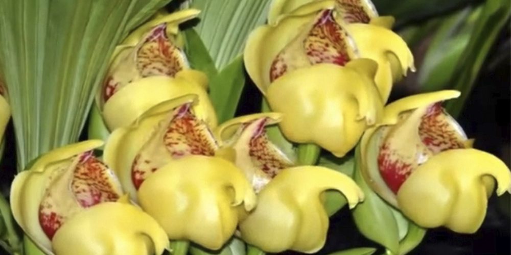 Орхидея Ангулоа 5