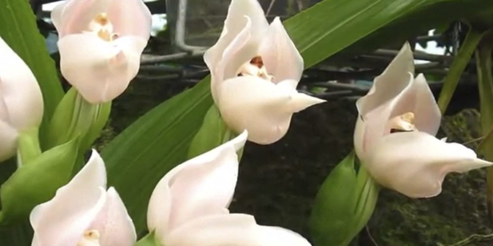 Орхидея Ангулоа 9