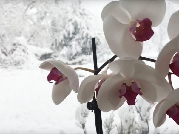 Орхидея зимой