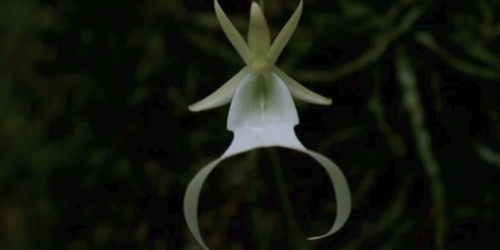Орхидея призрак заставка