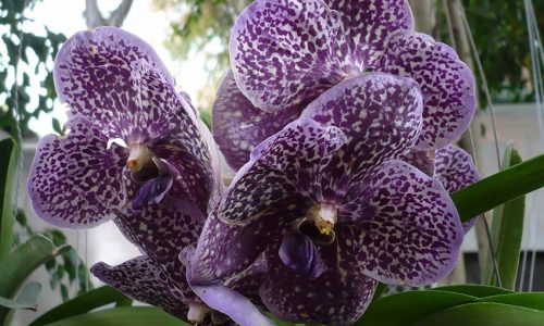 Орхидея Ванда в крапинку