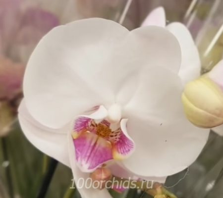 Palamedes орхидея фаленопсис