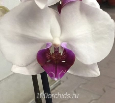 Passion New орхидея фаленопсис