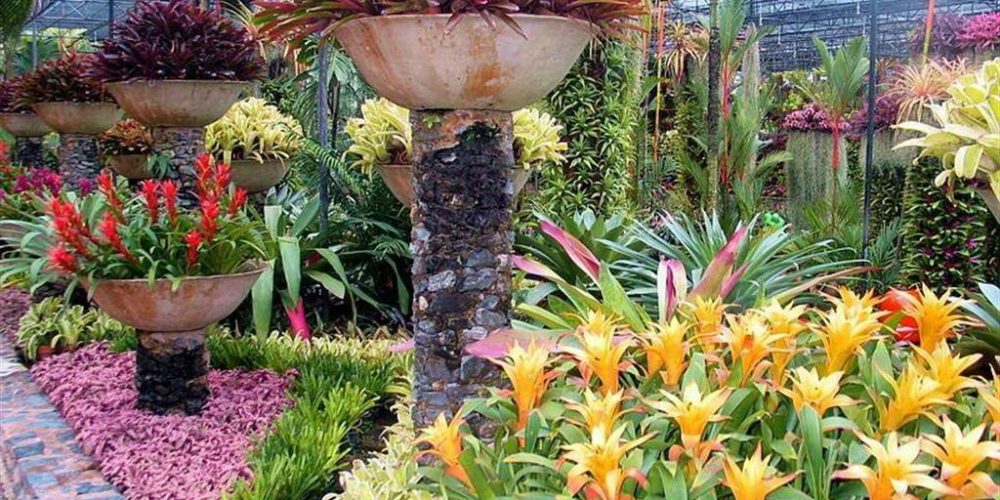Сад орхидей в Паттайе