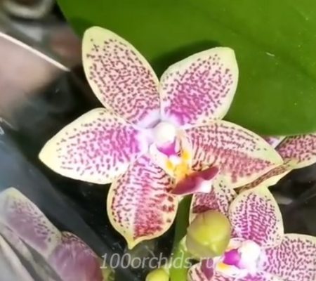 Pikachy орхидея фаленопсис