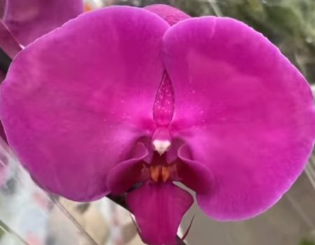 Орхидея фаленопсис Preeride