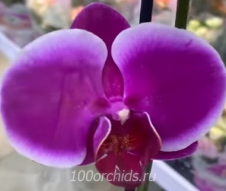 Орхидея фаленопсис Pretoria Paars