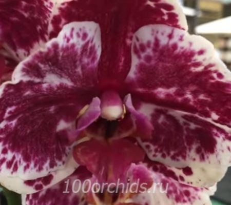 Орхидея фаленопсис PurPle Rain