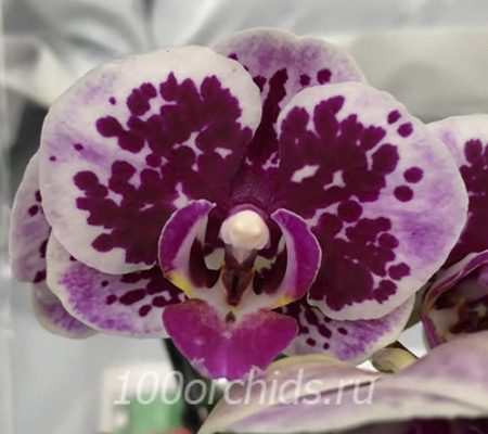 Рэмбрандт орхидея фаленопсис