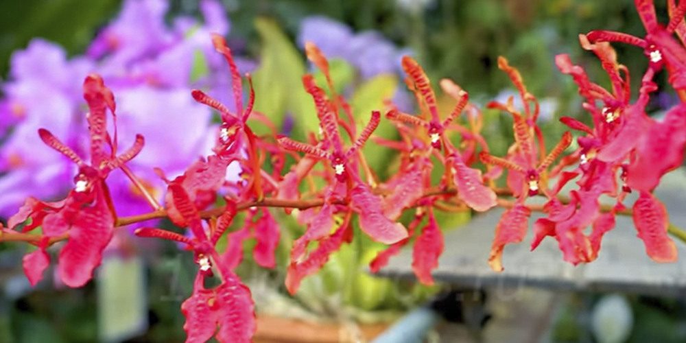 Орхидея Ренантера