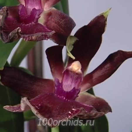 Орхидея зигопеталум Rhein Harlekin Select