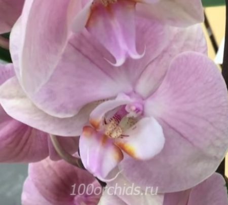 Орхидея фаленопсис Rome