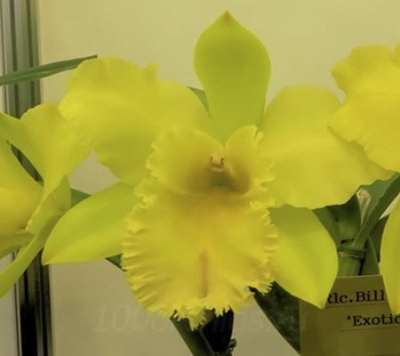 Rlc. Bill Blietz Exotic Orchids