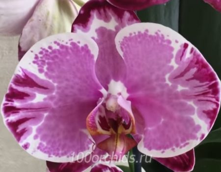 Орхидея фаленопсис Sacrifice