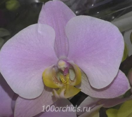 Salinas орхидея фаленопсис
