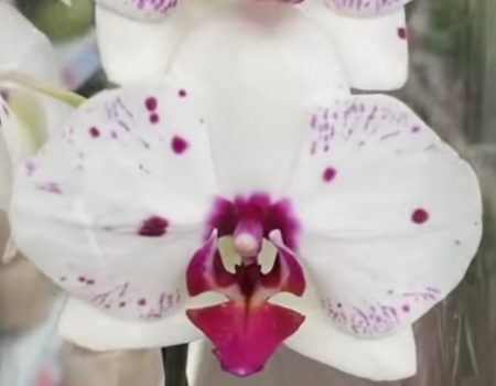 Орхидея фаленопсис San Sebastian
